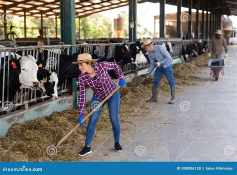 Portrait Of Farmers Labored In A Cowshed Stock Photo Image Of Focused