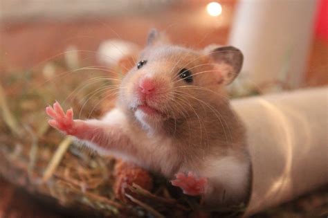 Dürfen Hamster Karotten essen BerufungTier de Tierblog