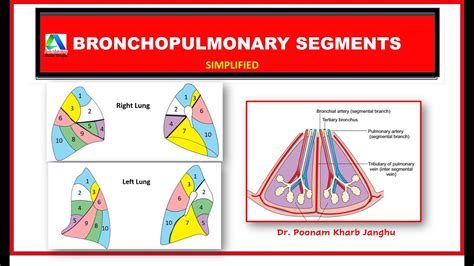 Pulmonary Artery Segmental Anatomy