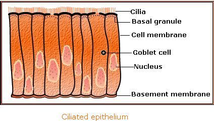 Ciliated cells - SignWiki