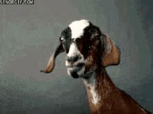 Goat GIFs | Tenor