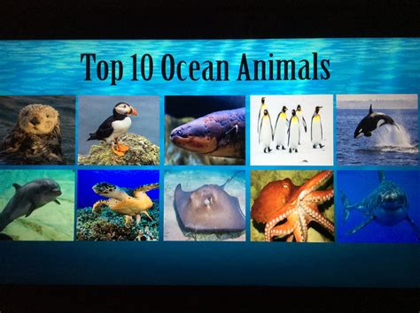 my top 10 Favorite Ocean animals by theartdragon27 on DeviantArt