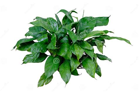 Peace Lily house plant stock image. Image of cultivation - 256988053