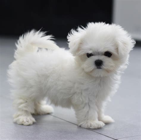 Maltese Puppy