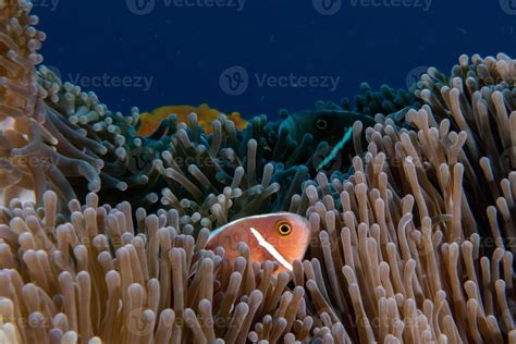 peixe palhaço dentro de anêmona vermelha na indonésia 17418959 Foto de