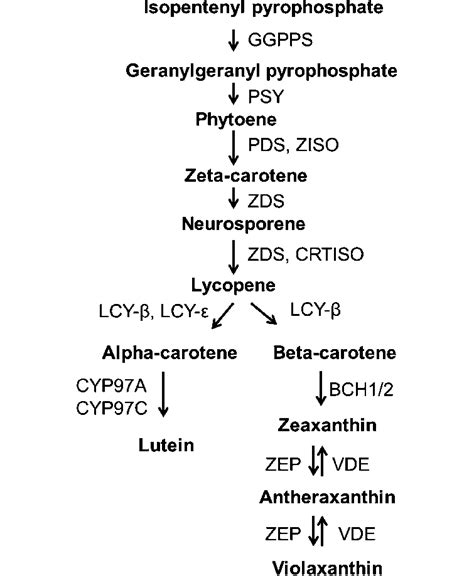 A Schematic Of The Carotenoid Biosynthetic Pathway In Plants Enzymes Download Scientific