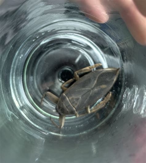 Giant water bug - PEST CONTROL CANADA