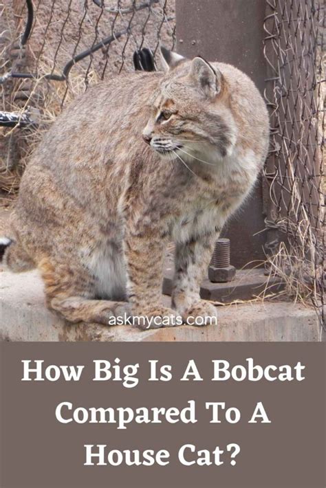 Bobcat vs House Cat - What Are The Differences?