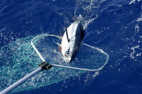 Pesca Mediterrânea E Liberação Do Atum Azul Da Aleta Imagem de Stock