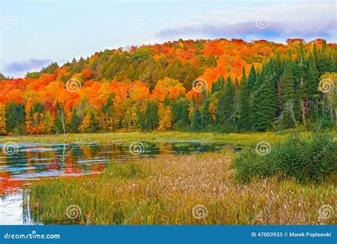 Fall Colors Algonquin Park, Ontario, Canada. Stock Image - Image of ...