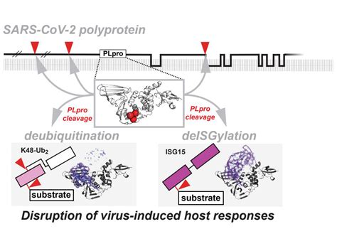 Alternative Pathways For Inhibiting Sars Cov Advanced Photon Source