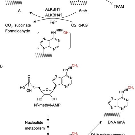 Regulation Of Dna 6ma In The Mammalian Genome A Methylation And