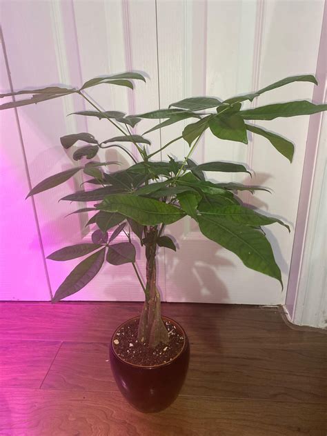 Can I propagate this (Chinese Money tree) : r/propagation