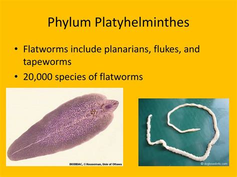 PPT Flatworms Roundworms Segmented Worms PowerPoint Presentation