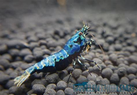 Skyfish Blue Boa Grade Sss High Grade Garnelencenter Lemgo