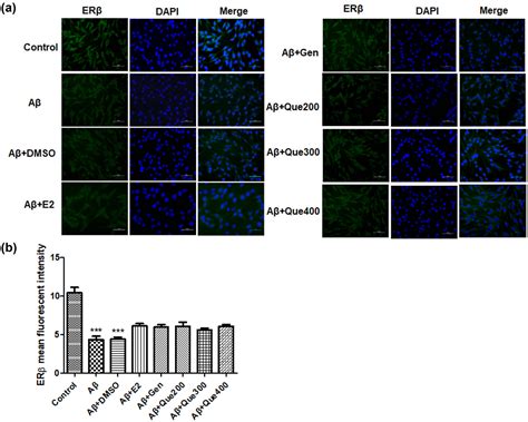 Quercetin Inhibits Cytotoxicity Of Pc12 Cells Induced By Amyloid Beta