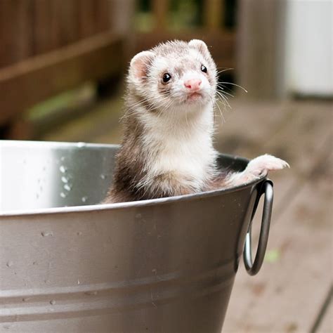 Ferrets Swimming