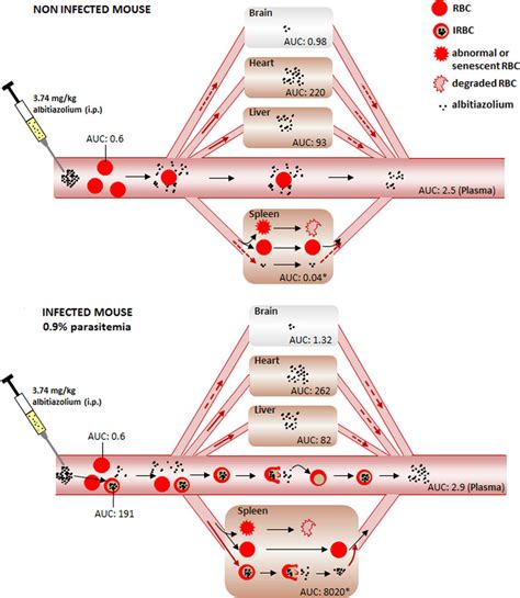 Schematic Representation Of The Distribution And Fate Of Albitiazolium Download Scientific