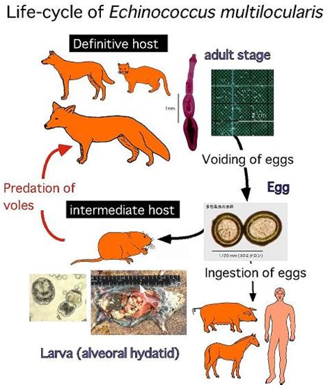 Echinococcus Life Cycle