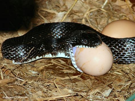 Black Rat Snake Eating Egg Clip Art Library