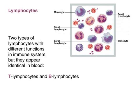 Biology 212 Anatomy And Physiology I Ppt Download