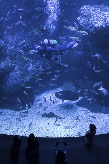 The Sumida Aquarium Tokyo For 91 Days