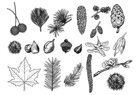 Things in the Forest Vector Pack 49910 Vector Art at Vecteezy