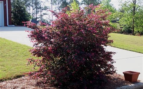 Plum Delight Loropetalum 1 Gallon Shrub Shrubs For Spring Color