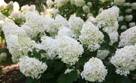 Hortensja Bukietowa Polar Bear® Na Pniu Hydrangea Paniculata C5pa60