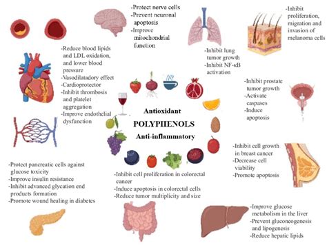 Summary Of Effects From Polyphenols Supporting Medical Hypotheses For