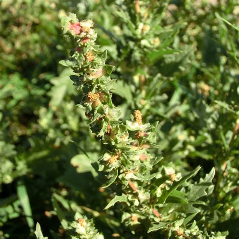 Tataren-Melde Atriplex tatarica Beschreibung Steckbrief Systematik