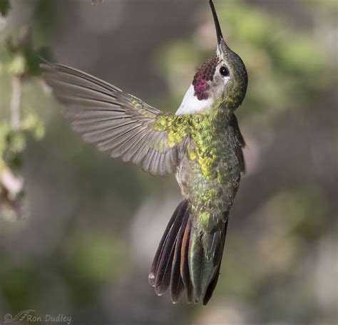 Broad Tailed Hummingbirds Page 2 Feathered Photography