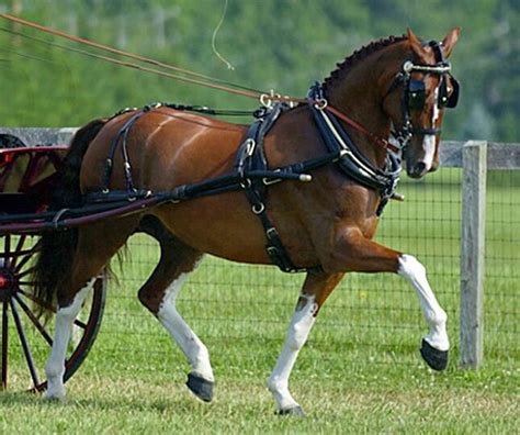 Dutch Harness Horse - Stable Express