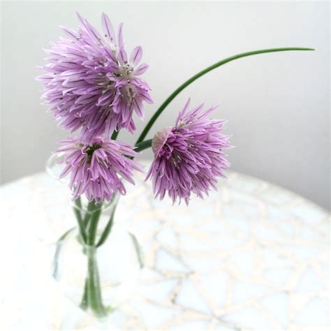 images flower purple petal summer botany garden flora