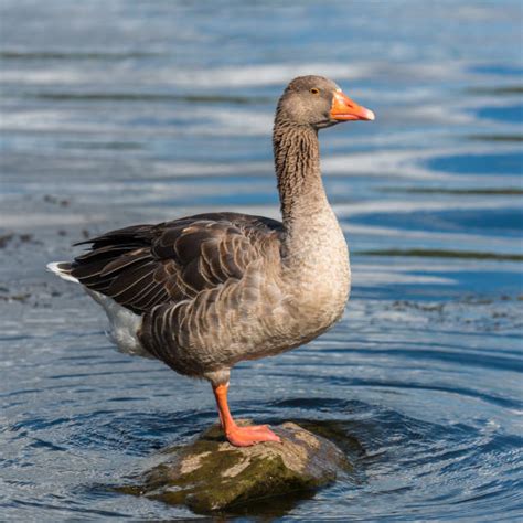 goose communication bird animal head stock  pictures