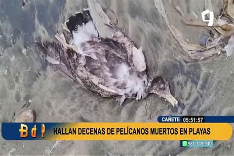 Alerta por influenza aviar hallan decenas de pelícanos muertos en