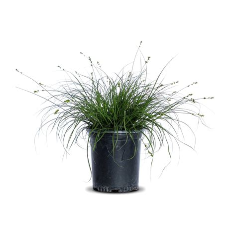 European Grey Sedge | Landscape Plant Source : Landscape Plant Source