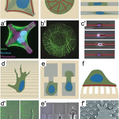 3d Environments For Single Cell Experiments A A’ Schematics A Of Download Scientific