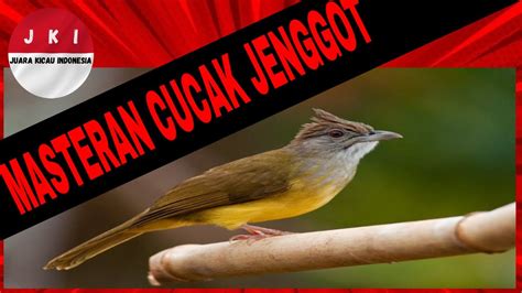 MASTERAN BURUNG CUCAK JENGGOT GACOR JERNIH DENGAN JEDA GEMERICIK AIR