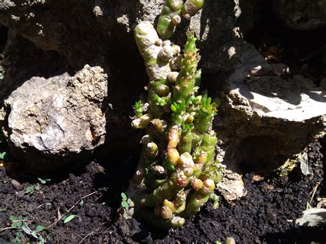 Opuntia Subulata F Monstruosa Passioni Succulente