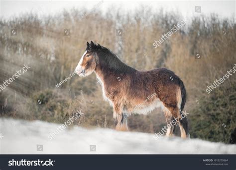 29 Baby Shire Horse Images, Stock Photos & Vectors | Shutterstock