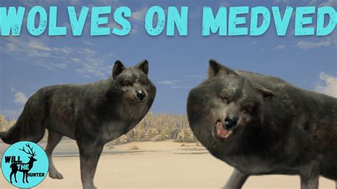 Hunting Gray Wolves For The First Time On Medved Thehunter Call Of