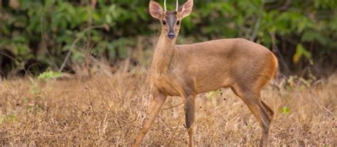 Brocket Deer Information Facts And Photos Mazama Deer World Deer