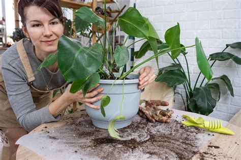 Premium Photo Repotting A Home Plant Philodendron Monstera Deliciosa Into A New Pot In Home