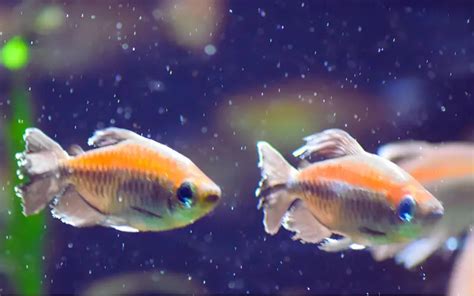 How Many Congo Tetras Should Be Kept Together Ideal Number