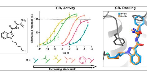 Defining Steric Requirements At Cb And Cb Cannabinoid Receptors Using