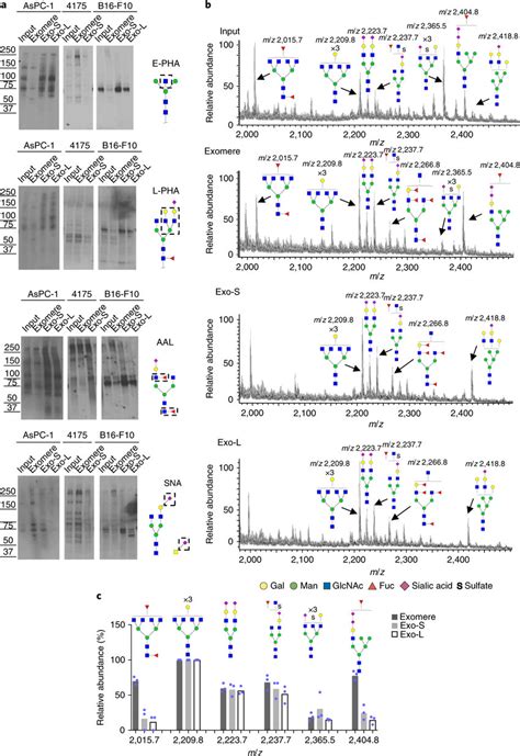 Characterization Of N Glycosylation Of Proteins Associated With