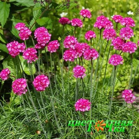 Армерия многолетняя Монинг Стар дип Роуз в С-Пб | flowerdot