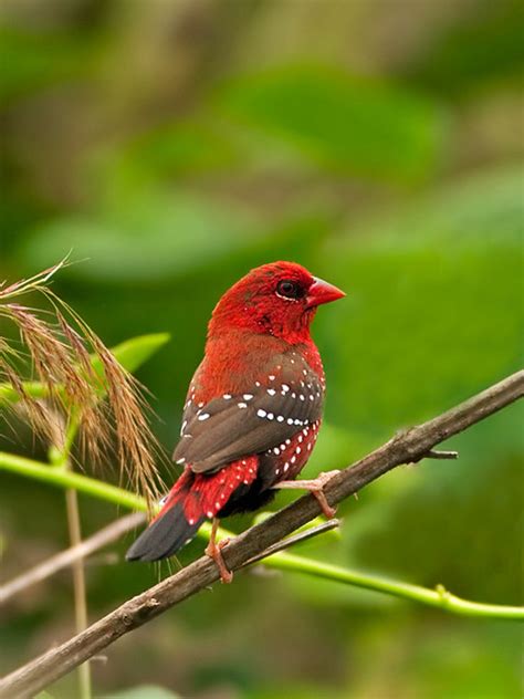 Strawberry Finch - Coloring Up | Lee's Exotic Birds