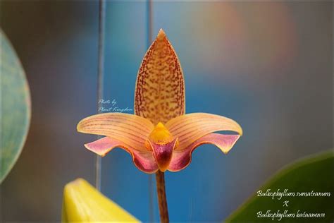 Bulbophyllum Sumatranum Bataanense